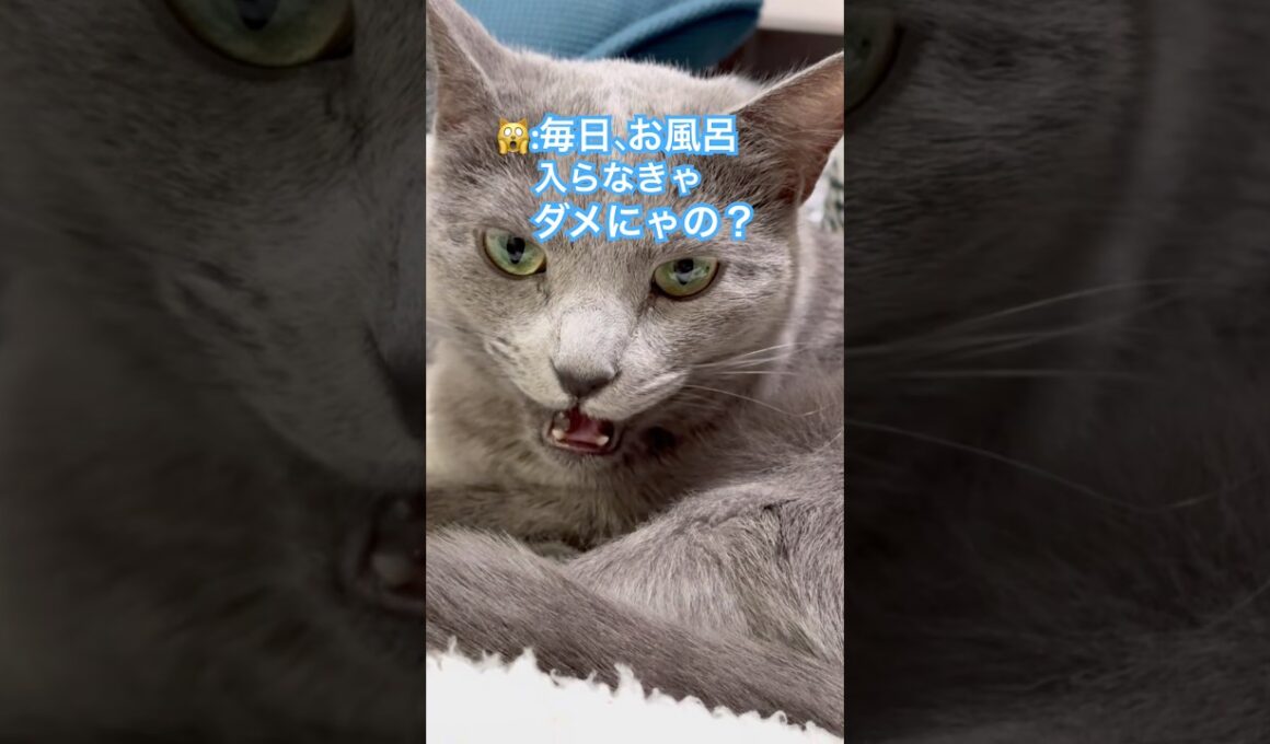 お風呂キャンセル界隈な猫❤️ #猫 #ロシアンブルー #catshorts #shorts