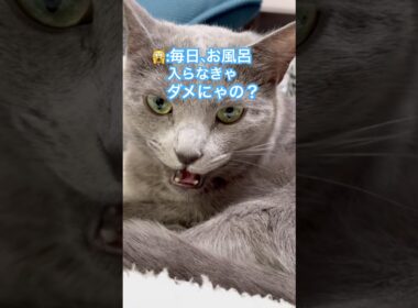 お風呂キャンセル界隈な猫❤️ #猫 #ロシアンブルー #catshorts #shorts