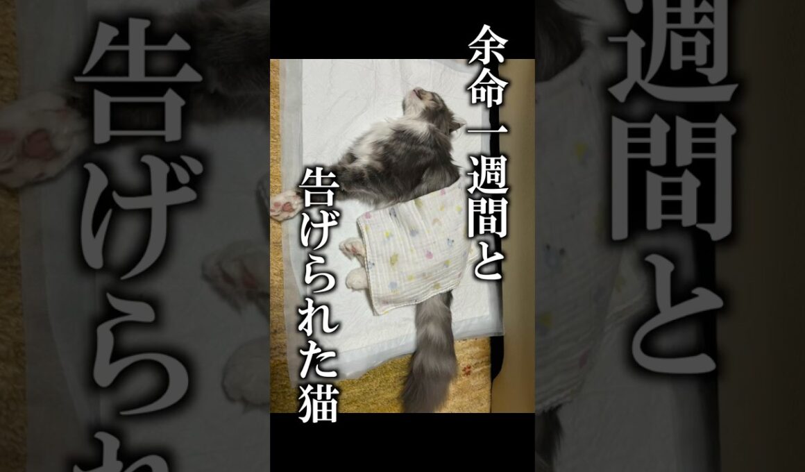 余命一週間と告げられた猫が、生きようとした話 #fip #猫伝染性腹膜炎
