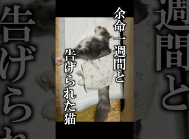 余命一週間と告げられた猫が、生きようとした話 #fip #猫伝染性腹膜炎