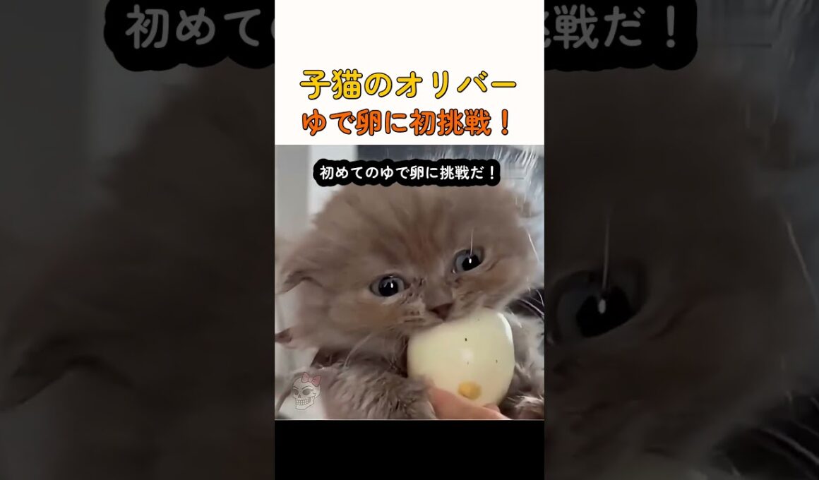 子猫のオリバーゆで卵に初挑戦！ #子猫 #猫 #ゆで卵 #オリバー #動物 #可愛い #癒し #ペット #shorts