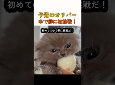 子猫のオリバーゆで卵に初挑戦！ #子猫 #猫 #ゆで卵 #オリバー #動物 #可愛い #癒し #ペット #shorts
