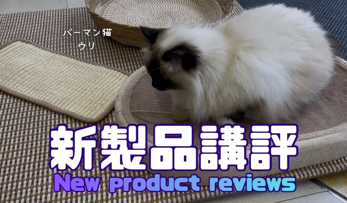 バーマン猫ラフとウリ【新製品講評】New product reviews（バーマン猫）Birman/Cat