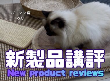 バーマン猫ラフとウリ【新製品講評】New product reviews（バーマン猫）Birman/Cat