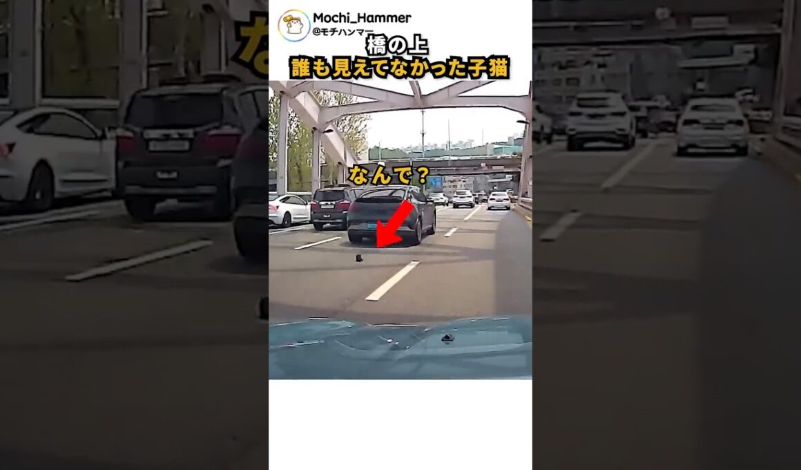 橋の上誰も見えてなかった子猫