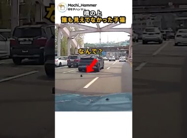 橋の上誰も見えてなかった子猫