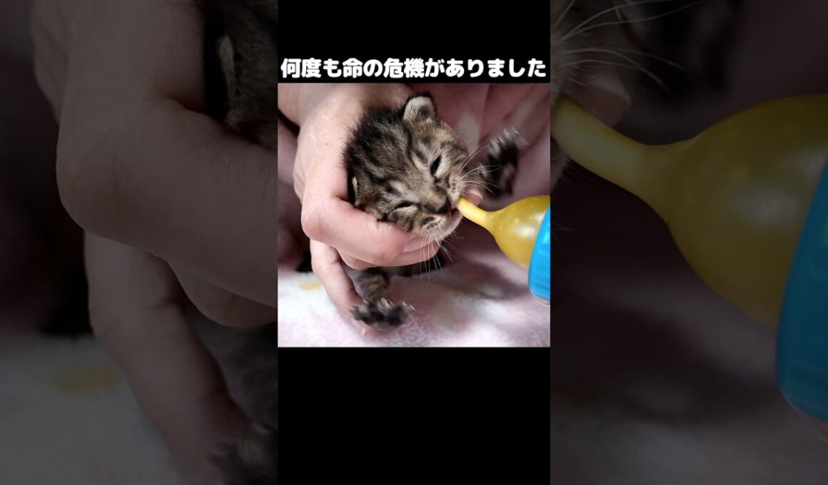あの日の4匹が、こんなに…【保護猫日記】#shorts #子猫 #保護#子猫保護#保護猫