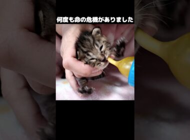 あの日の4匹が、こんなに…【保護猫日記】#shorts #子猫 #保護#子猫保護#保護猫
