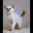 セルカークレックス子猫　Selkirk Rex　2025.12.16産まれ　　クリームポイント　巻き毛　男の子　シーダキャット猫のお店