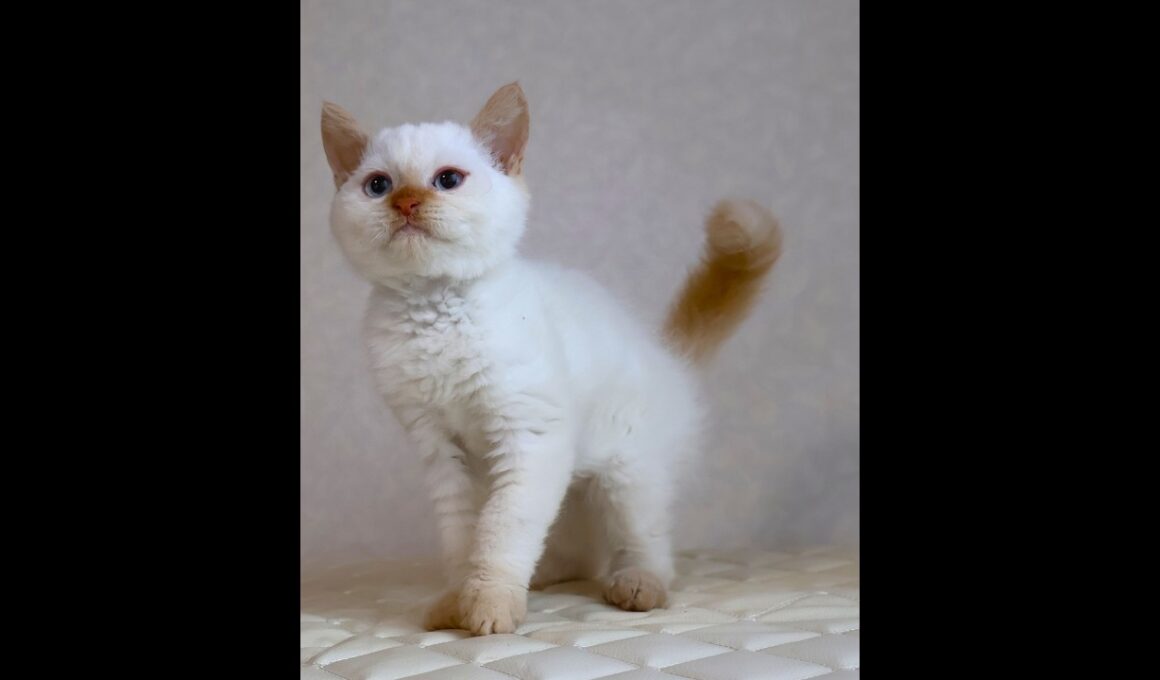 セルカークレックス子猫　Selkirk Rex　2025.12.16産まれ　　クリームポイント　巻き毛　男の子　シーダキャット猫のお店