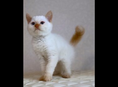 セルカークレックス子猫　Selkirk Rex　2025.12.16産まれ　　クリームポイント　巻き毛　男の子　シーダキャット猫のお店