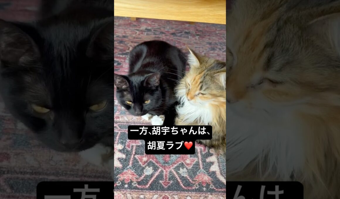 夫婦なふたり。 #cat #猫のいる暮らし #ボンベイ #メインクーン #夫婦猫