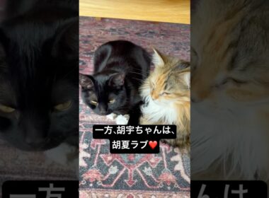 夫婦なふたり。 #cat #猫のいる暮らし #ボンベイ #メインクーン #夫婦猫