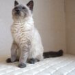 セルカークレックス子猫　Selkirk Rex　2025.９.26産まれ　ブルーポイント　巻き毛　女の子　シーダキャット猫のお店