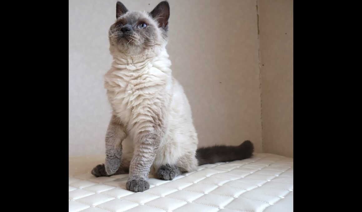 セルカークレックス子猫　Selkirk Rex　2025.９.26産まれ　ブルーポイント　巻き毛　女の子　シーダキャット猫のお店