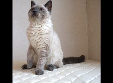 セルカークレックス子猫　Selkirk Rex　2025.９.26産まれ　ブルーポイント　巻き毛　女の子　シーダキャット猫のお店