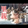 全盲の子猫に里親が見つかりました