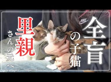 全盲の子猫に里親が見つかりました