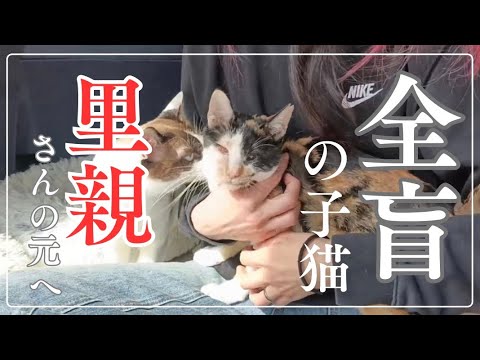全盲の子猫に里親が見つかりました