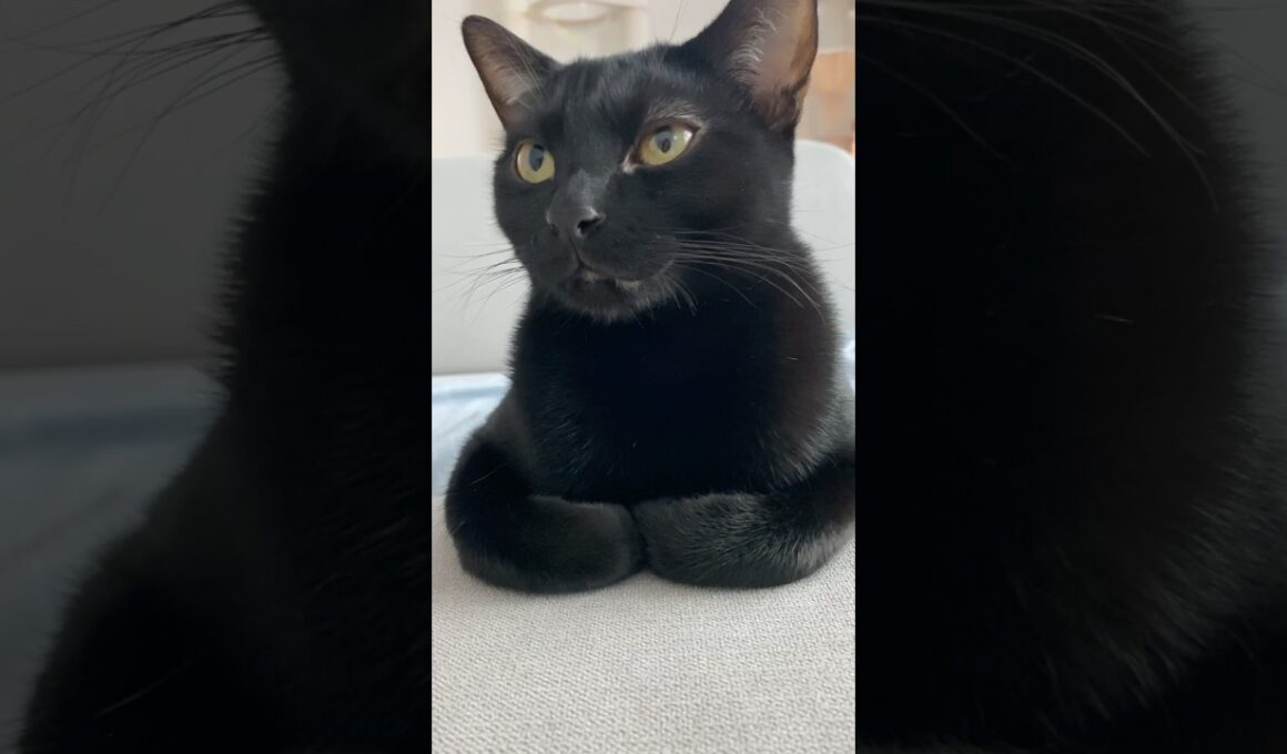 おててないない👐黒猫ボンベイ　#cat #ねこ #ねこのいる暮らし #ねこのいる生活 #ねこ動画 #猫 #猫好きさんと繋がりたい #かわいい #癒やし #甘えん坊