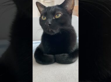 おててないない👐黒猫ボンベイ　#cat #ねこ #ねこのいる暮らし #ねこのいる生活 #ねこ動画 #猫 #猫好きさんと繋がりたい #かわいい #癒やし #甘えん坊