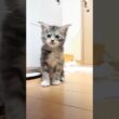 歩き始めたメインクーン赤ちゃん真奈ちゃん