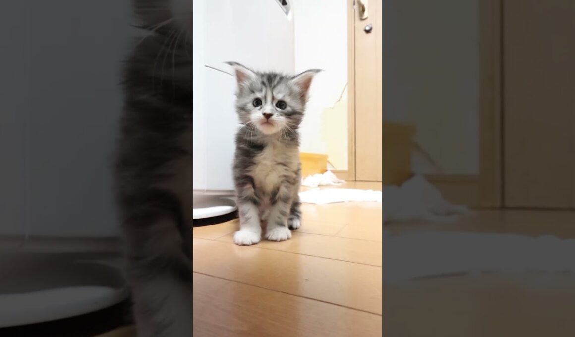 歩き始めたメインクーン赤ちゃん真奈ちゃん