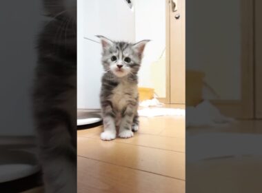 歩き始めたメインクーン赤ちゃん真奈ちゃん