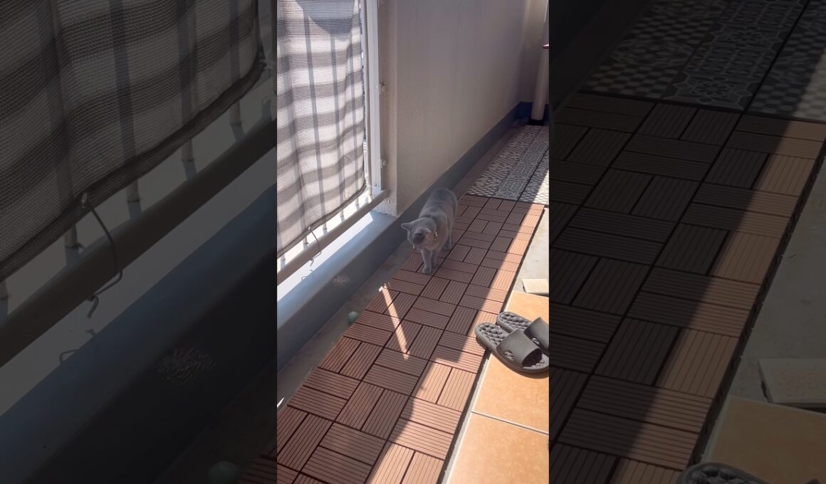 春の日差しに負けたつむやま〜【シャルトリューつむやまの日向ぼっこ日記】 #cat #chartreux #ねこ #シャルトリュー #猫 #猫好きさんと繋がりたい #ネコ #ねこのいる生活