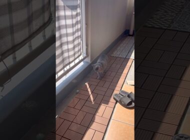 春の日差しに負けたつむやま〜【シャルトリューつむやまの日向ぼっこ日記】 #cat #chartreux #ねこ #シャルトリュー #猫 #猫好きさんと繋がりたい #ネコ #ねこのいる生活