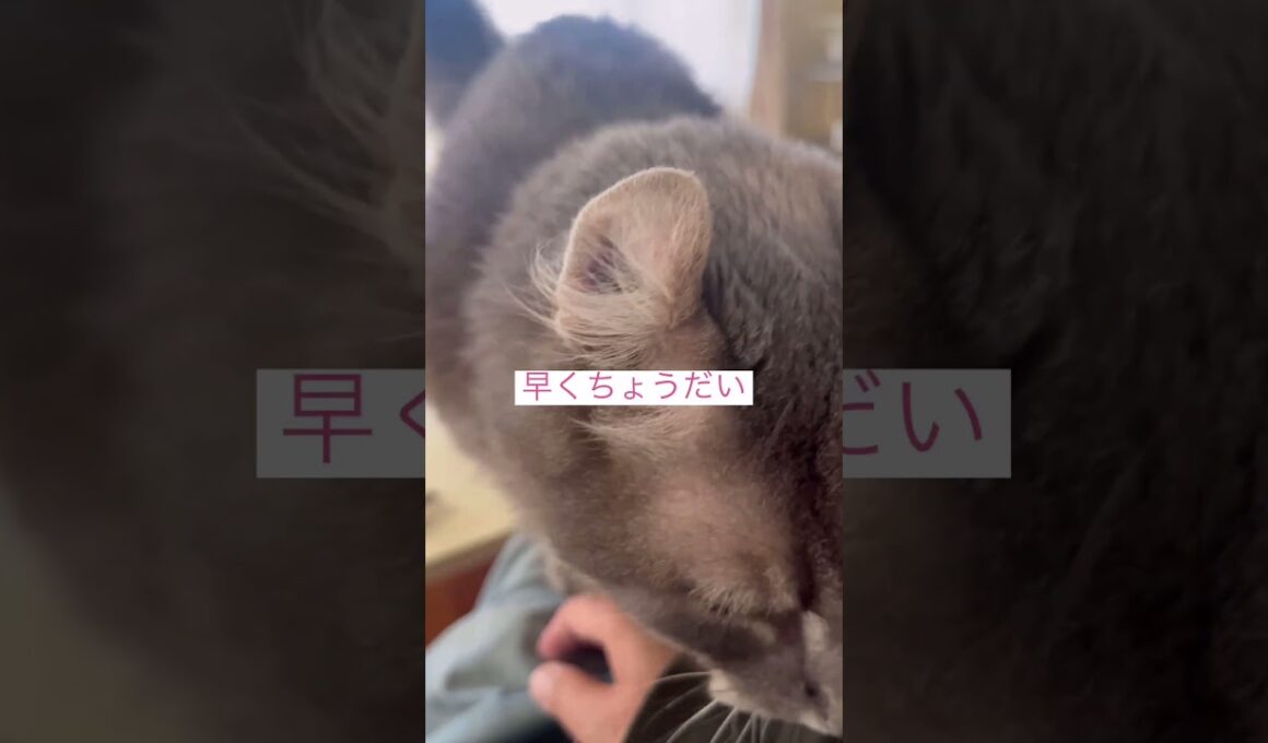 食欲出てきたね #ねこ動画 #アメリカンカール