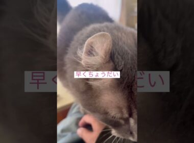 食欲出てきたね #ねこ動画 #アメリカンカール