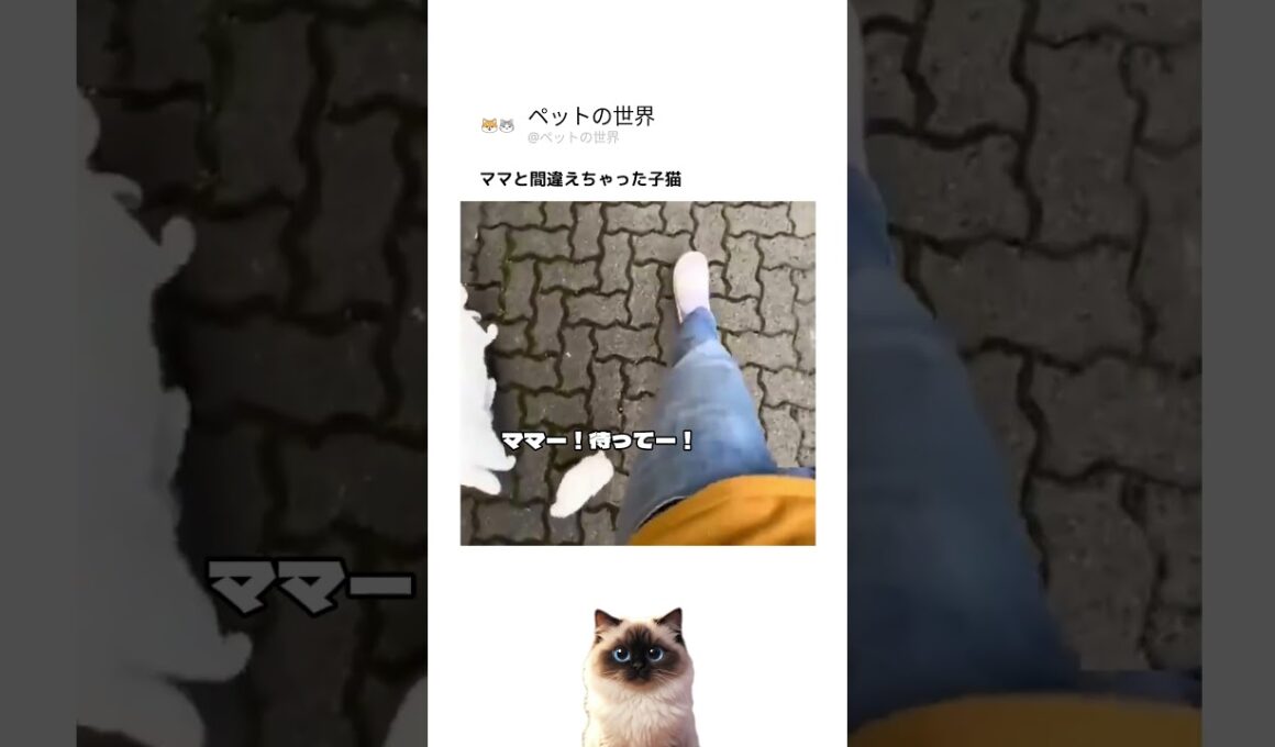 ママと間違えちゃった子猫