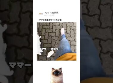 ママと間違えちゃった子猫