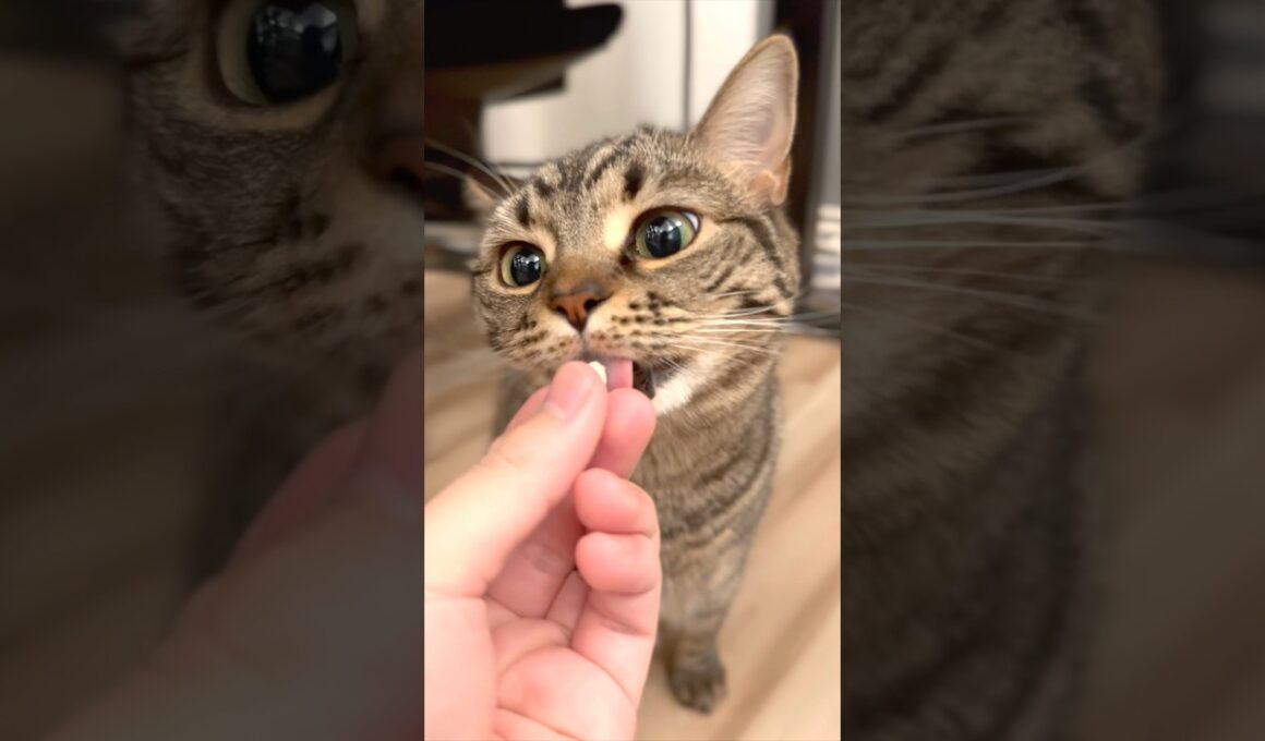 カワイイ猫たちと、愛情強めなパパwww #cat #猫