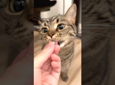 カワイイ猫たちと、愛情強めなパパwww #cat #猫