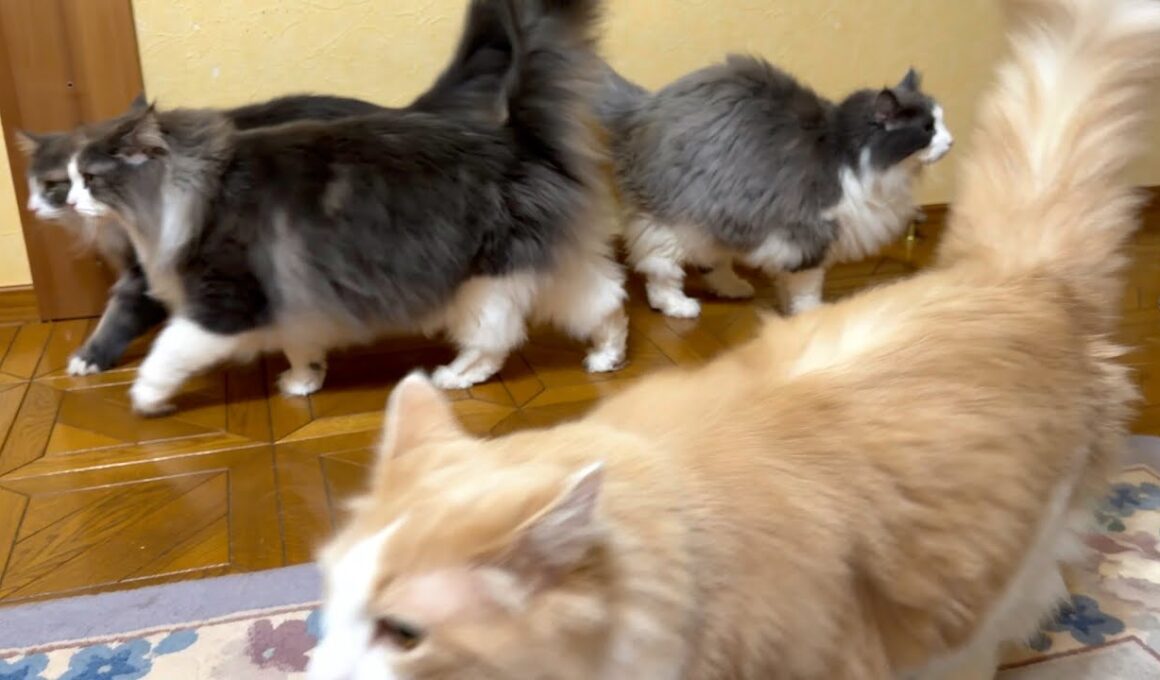 【日常♪】ママを待つもふ猫たちがカワイイ💖ノルウェージャンフォレストキャットとターキッシュアンゴラ