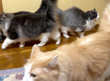 【日常♪】ママを待つもふ猫たちがカワイイ💖ノルウェージャンフォレストキャットとターキッシュアンゴラ