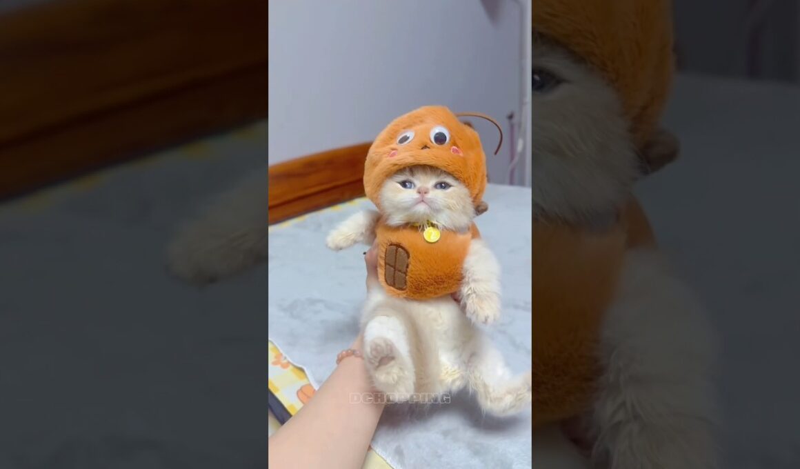  Kittens That Make Bad Days Better #cat #好きな子猫 #子猫 #kitten #meow