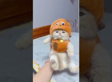  Kittens That Make Bad Days Better #cat #好きな子猫 #子猫 #kitten #meow