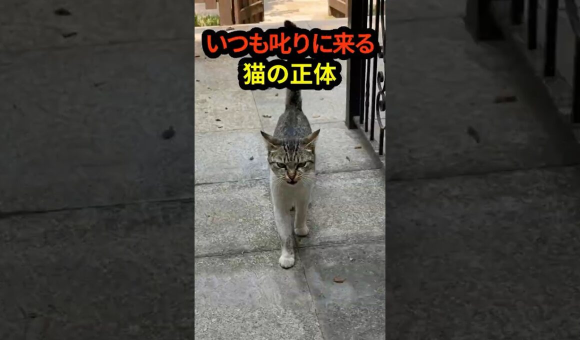 毎日叱りに来る猫。その正体を知り、私は涙した。