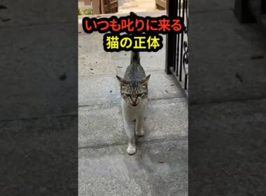 毎日叱りに来る猫。その正体を知り、私は涙した。