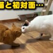 保護して2日の子猫を先輩猫に預けてみたら…