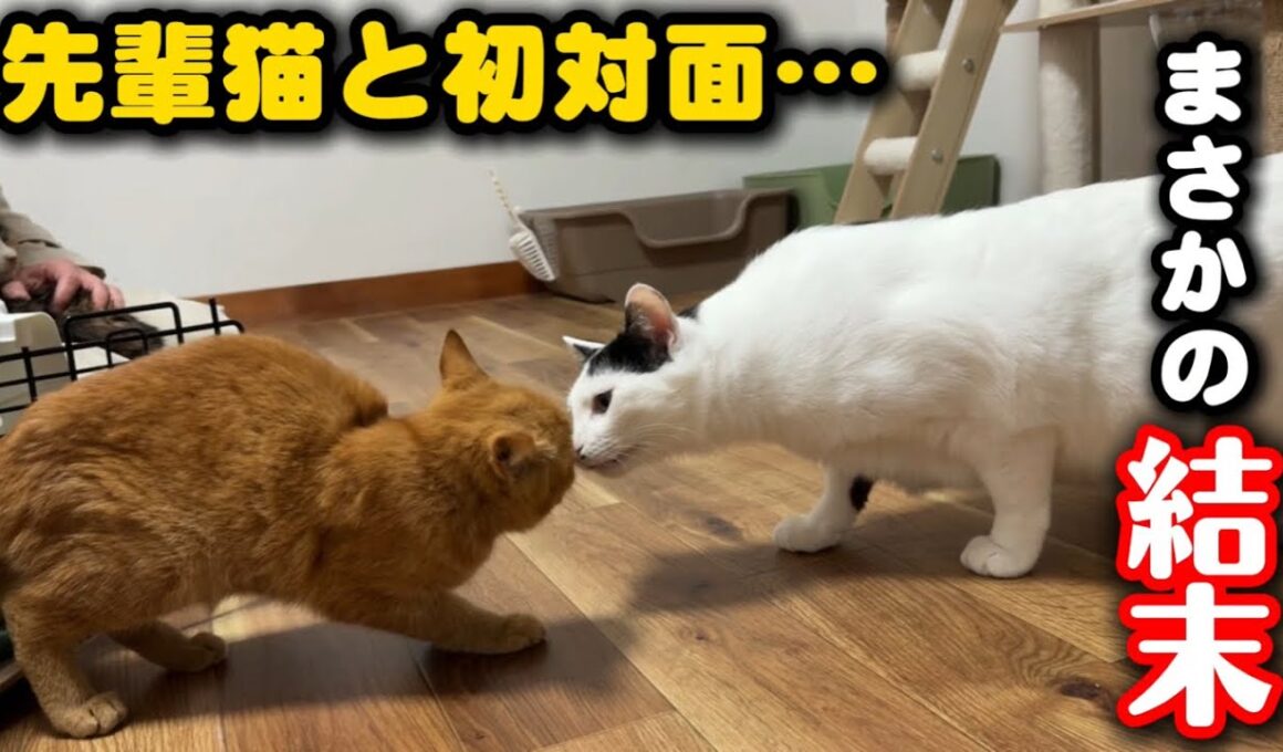保護して2日の子猫を先輩猫に預けてみたら…