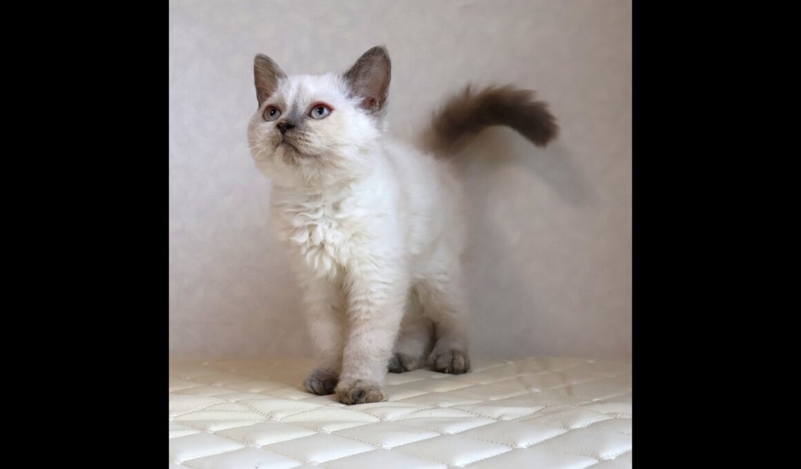 セルカークレックス子猫　Selkirk Rex　2025.12.16産まれ　　ブルーポイント　巻き毛　女の子　シーダキャット猫のお店