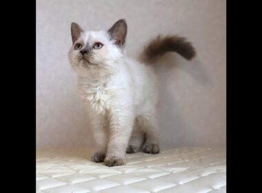 セルカークレックス子猫　Selkirk Rex　2025.12.16産まれ　　ブルーポイント　巻き毛　女の子　シーダキャット猫のお店