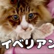 元野良猫ぽこまるサイベリアン説！ノルウェージャンかと思ったらサイベリアン？