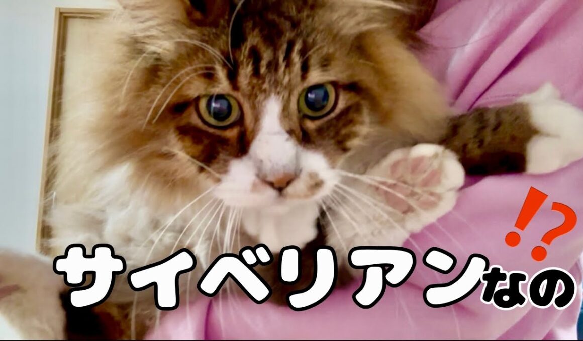元野良猫ぽこまるサイベリアン説！ノルウェージャンかと思ったらサイベリアン？