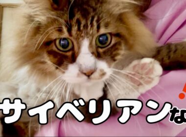 元野良猫ぽこまるサイベリアン説！ノルウェージャンかと思ったらサイベリアン？