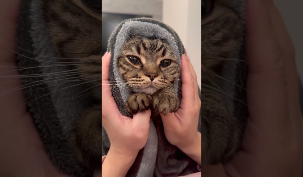 空飛ぶもふもふ猫が可愛すぎる...!! #cat #猫